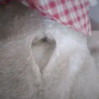 عروسک خرسی|اسباببازی بچه|بندرعباس, |دیوار