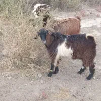 بزغاله نر|حیوانات مزرعه|چهاربرج, |دیوار