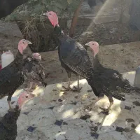 بوقلمون برنز 5ماهه