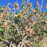 زمین پسته ای لب خیابان