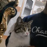 واگذاری گربه|گربه|خمینی‌شهر, |دیوار