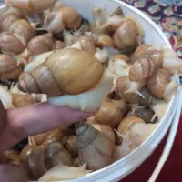 فروش یک سطل حلزون آچاتینا