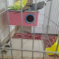 یک جفت مرغ عشق|پرنده|برازجان, |دیوار