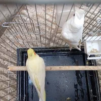 عروس هلندی باقفس