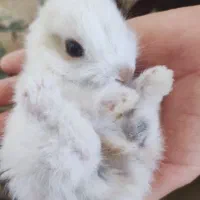 بچه خرگوش ها