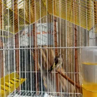 چند جفت مولد روی تخم|پرنده|بجنورد, |دیوار