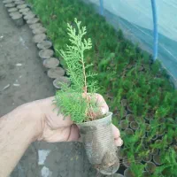 کامیس نوکدار اصل|خدمات باغبانی و درختکاری|کلاچای, |دیوار