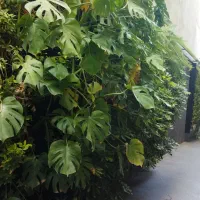 باغبانی و تمیز کردن حیاط منزل