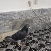 ماده چاپی|حیوانات|دورود, |دیوار