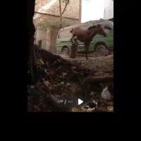 اسب شیهه یکسالش هست و کلی میفهمه|اسب و تجهیزات اسبسواری|قزوین, |دیوار