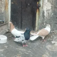 کبوتر کله ای دوبالی