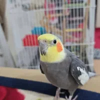 عروس هلندی گمشده