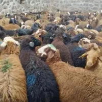 با پلاک دامپزشکی نازلترین قیمت کشتنی به شرط