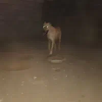 سگ افقان|سگ|بیرجند, |دیوار