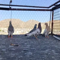 کفتر یا کبوتر