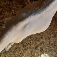 بز سانا ذات شیر آبستن سنگین|حیوانات مزرعه|اردکان, |دیوار