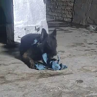 مالینویز نر|سگ|کاشان, مزرعه نو|دیوار