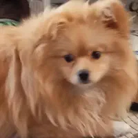 سگ نر نژاد پامر اصلی یکساله