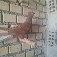 کبوتر