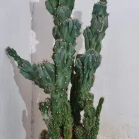 فروش کاکتوس