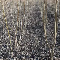 نهال گردو ژنوتیپ اصلاح شده دو ساله