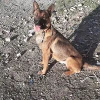 سگ مالینویز