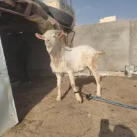 بز مری آبستن و تکه سانن اصل