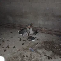 شادگان|حیوانات مزرعه|شادگان, |دیوار