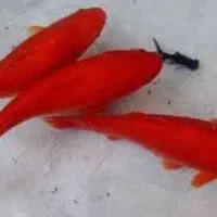 ماهی قرمز|ماهی|اردبیل, |دیوار