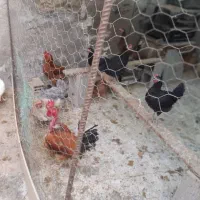 فروش مرغ وخروس