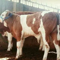 تهیه گوساله اصیل|حیوانات مزرعه|گنبد کاووس, |دیوار