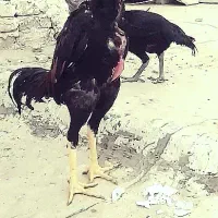 لاری خروس اوشامو و دو عدد مرغ لاری اوشامو یه تیغ|حیوانات مزرعه|محمدشهر, محمدشهر|دیوار