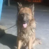 سگ ژرمن کینگ|سگ|قرچک, میرزائی جنوبی|دیوار