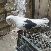 کبوتر فروشی