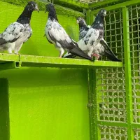 تیدی|پرنده|بندرعباس, |دیوار