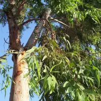خرید چوب درخت بید و مورت و غیره
