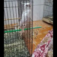 عروس هلندی ماده شش تخمه  معاوضه با سهره یا قناری