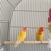 یک جفت کوتوله طوطی برزیلی اوپال زرد نقاب دار