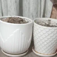 یک عدد گلدان سرامیکی متوسط با خاک مرغوب