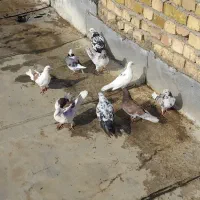 کبوتر|پرنده|کاشان, خرمدشت|دیوار