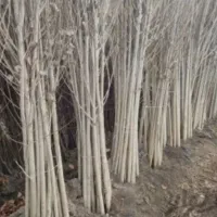 نهال صنوبر نیگراترکیه