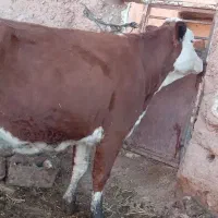 گاو شیری پر تولید باگوساله بی گوساله