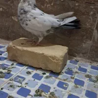 کبوتر|پرنده|زارچ, |دیوار