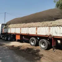 کاه نیشکر باگاس خوراک دام|لوازم جانبی حیوانات|سمنان, |دیوار