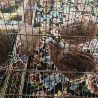 دو عدد بلدرچین دونه 100تومان