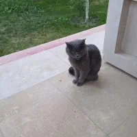 گربه بریتیش شورت هیر گمشده