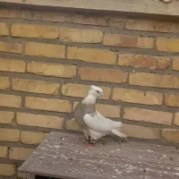 پرنده طوق