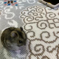 همستر مینیاتوری