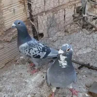 نروماده مسافتی