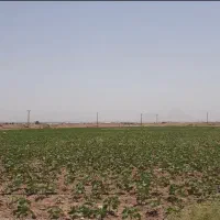 ۱۰ هکتار زمین کشاورزی بسیار حاصلخیز در دلیجان